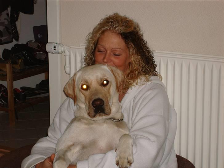 Labrador retriever Grøffe billede 5