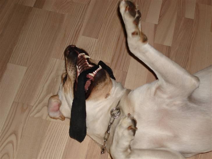 Labrador retriever Grøffe billede 6