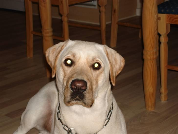 Labrador retriever Grøffe billede 7