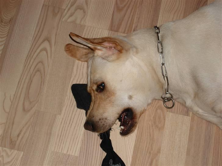 Labrador retriever Grøffe - Jeg leger da bare selv med min strømpe, det kan også være sjovt. billede 8