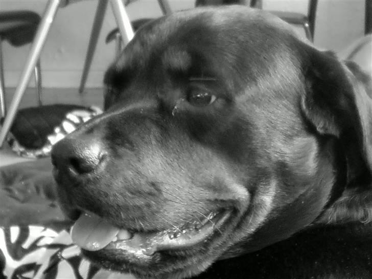 Rottweiler molie af bryrup billede 1