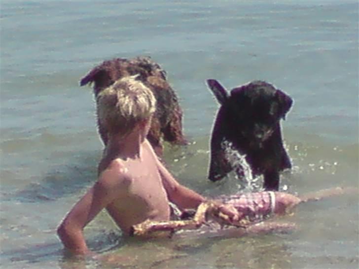 Rottweiler molie af bryrup - på saksild strand med vores anden hund victoria billede 2