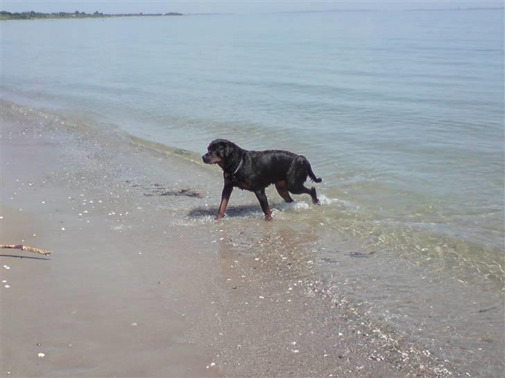 Rottweiler molie af bryrup billede 4