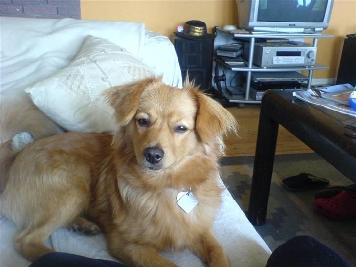 Blanding af racer soffie billede 14