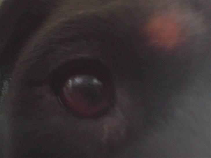 Rottweiler molie af bryrup billede 7