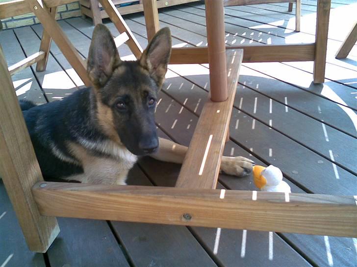 Schæferhund Payana - pyha, ligger mig lige i skyggen.. billede 12