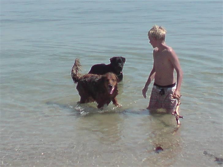Rottweiler molie af bryrup billede 8