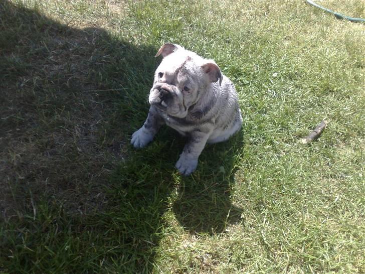 Engelsk bulldog Szhirley - Det bedste er at rulle sig i jorden når jeg er våd. Så bliver jeg så dejlig beskidt.. billede 7