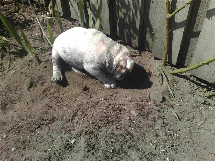 Engelsk bulldog Szhirley - Elsker at grave i haven for at gemme mit legetøj.. billede 8