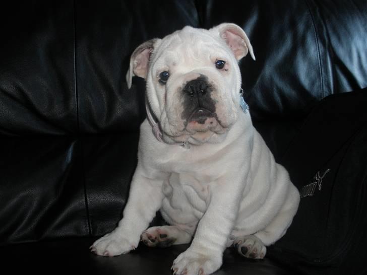 Engelsk bulldog Szhirley - Fotomodel eller hva.. ? ;) billede 9