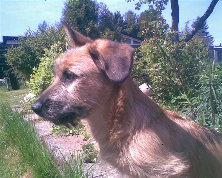 Blanding af racer stella (solgt) billede 9