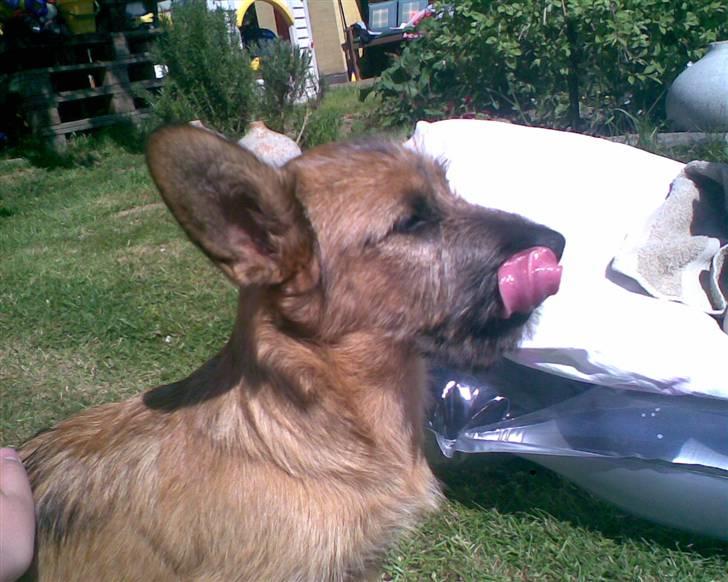 Blanding af racer stella (solgt) billede 10