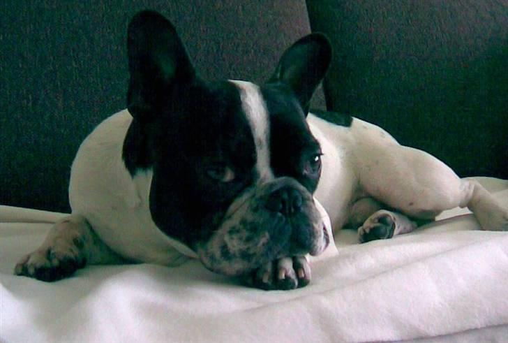 Fransk bulldog Hannibal - Nu må du da snart være færdig, mor billede 15