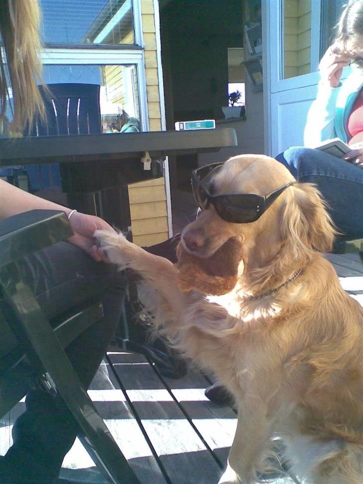 Golden retriever Alu - hun elsker at få nusset poter<3 billede 11