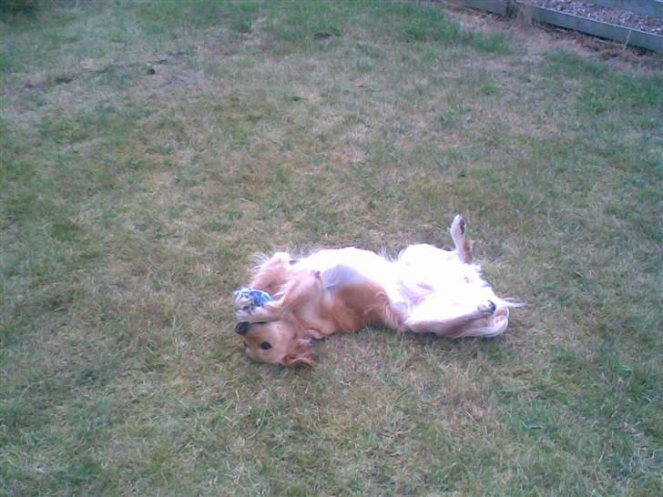 Golden retriever Alu billede 12