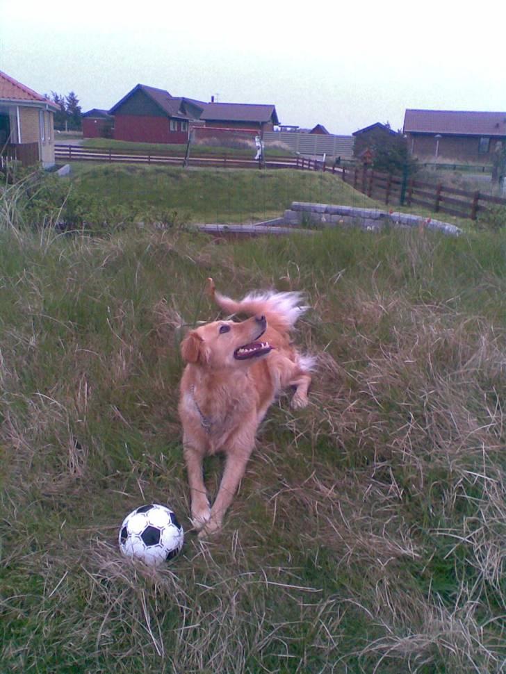 Golden retriever Alu billede 13