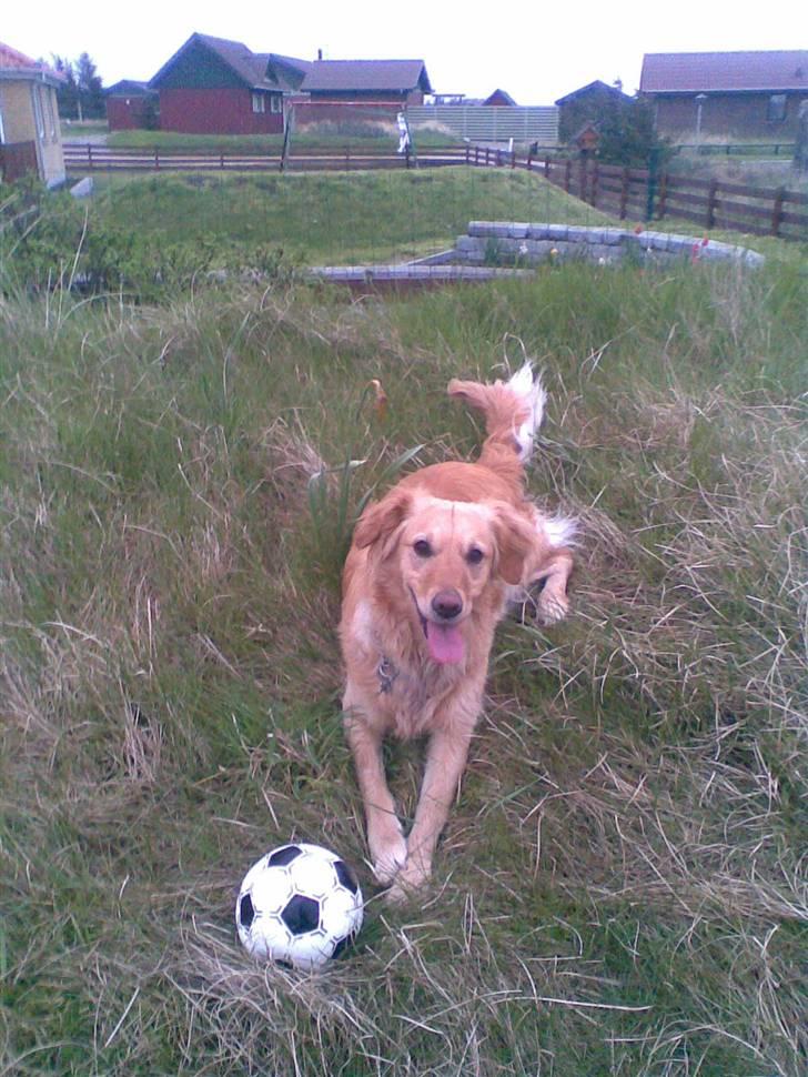 Golden retriever Alu billede 14