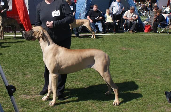 Grand danois Grand de feld´s Petit  billede 14