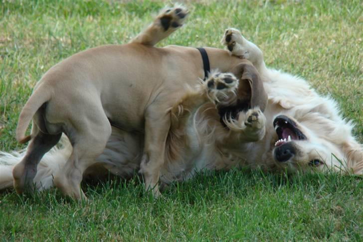 Grand danois Grand de feld´s Petit  billede 15