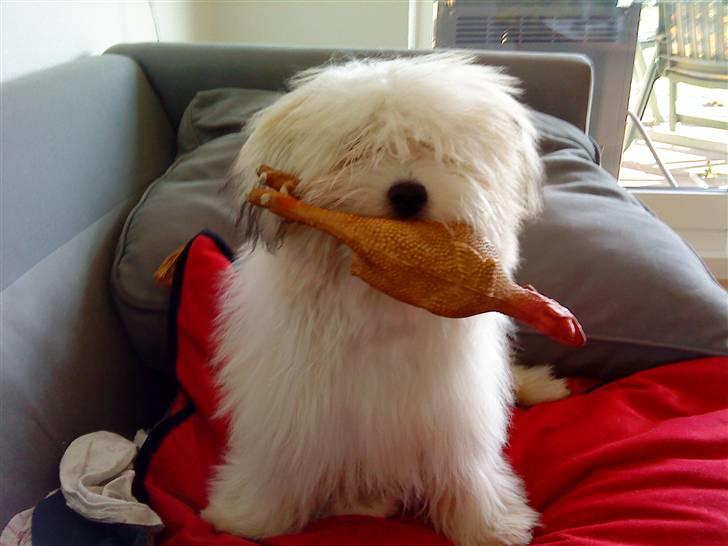 Coton de tulear Bella billede 16