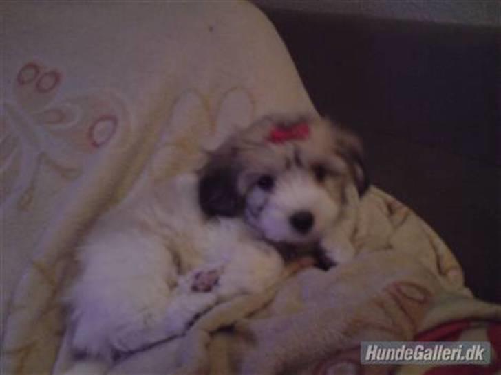 Coton de tulear Bella billede 17