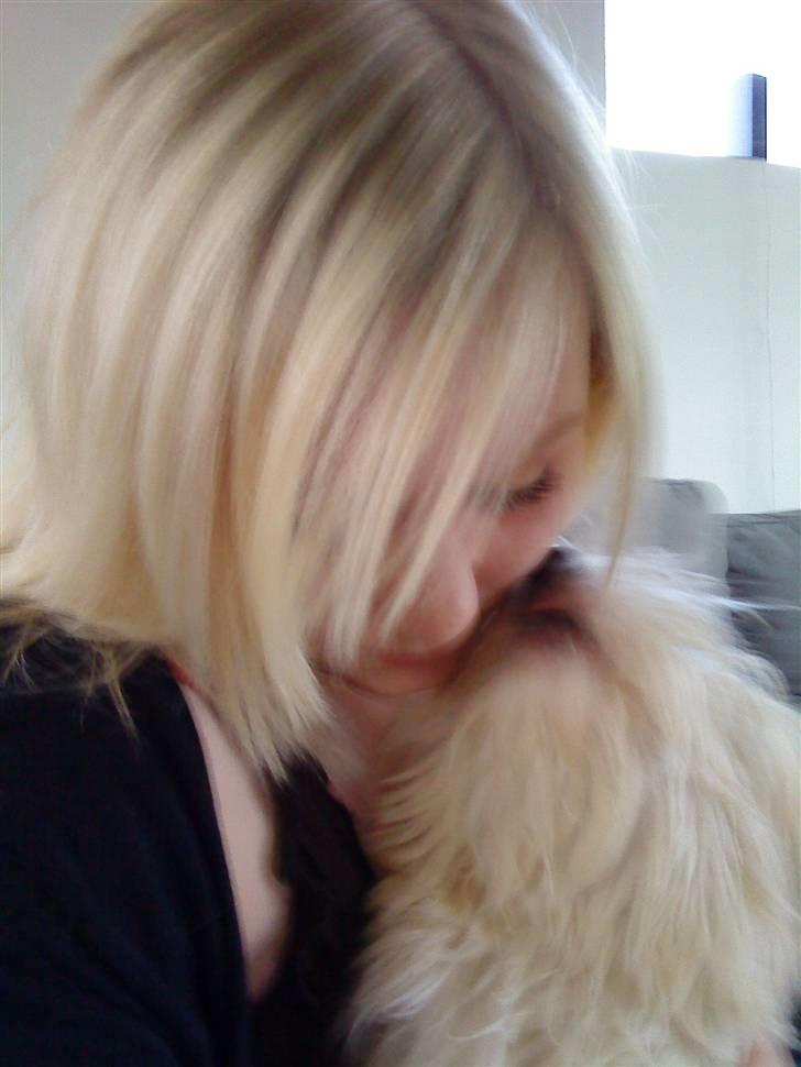 Coton de tulear Bella billede 18