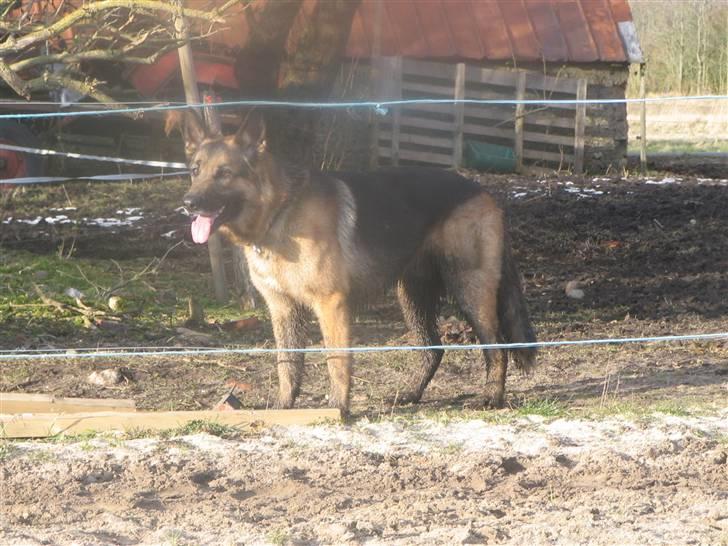 Blanding af racer Conrad billede 1