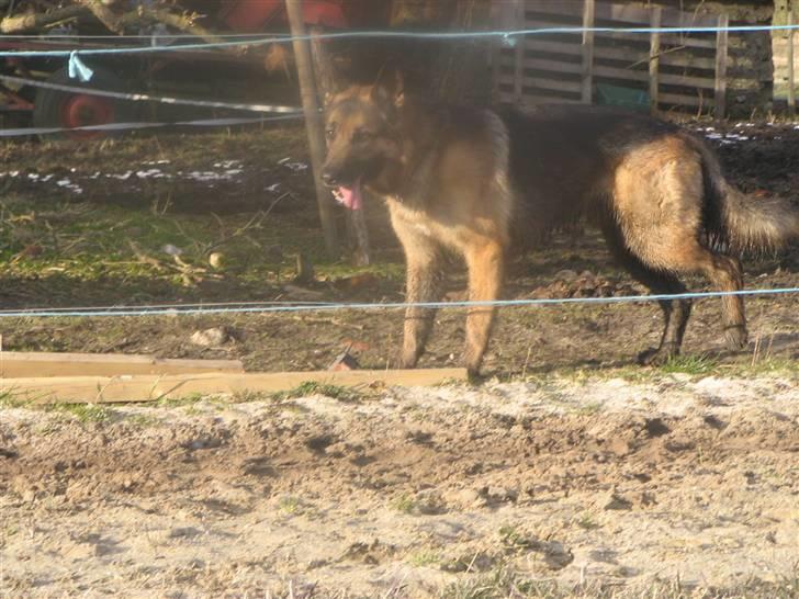 Blanding af racer Conrad billede 2