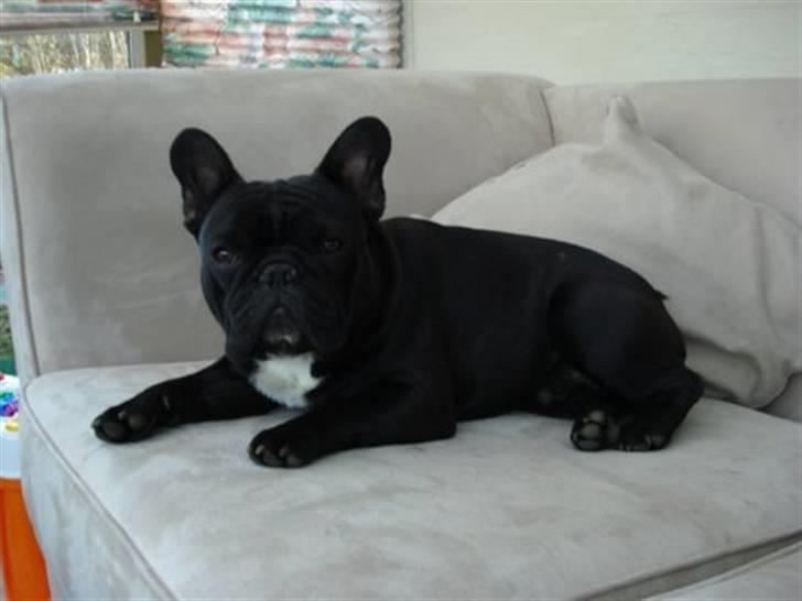 Fransk bulldog Midland Moor Armani Code  - Nyt ..Joey 13 måned billede 1