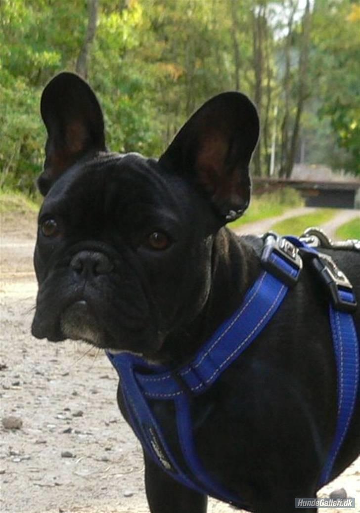 Fransk bulldog Midland Moor Armani Code  - Joey 18 uger billede 2