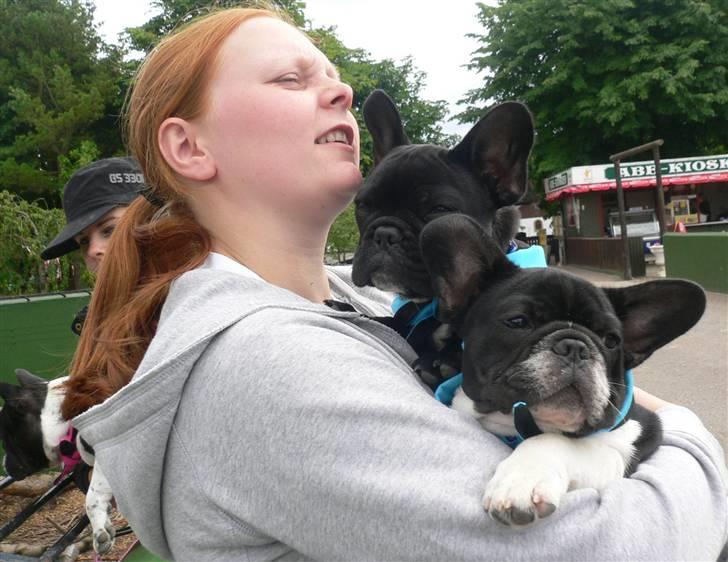 Fransk bulldog Midland Moor Armani Code  - Det er ikke nemt at stå med to tunge hvalpe på en gang :-) billede 3