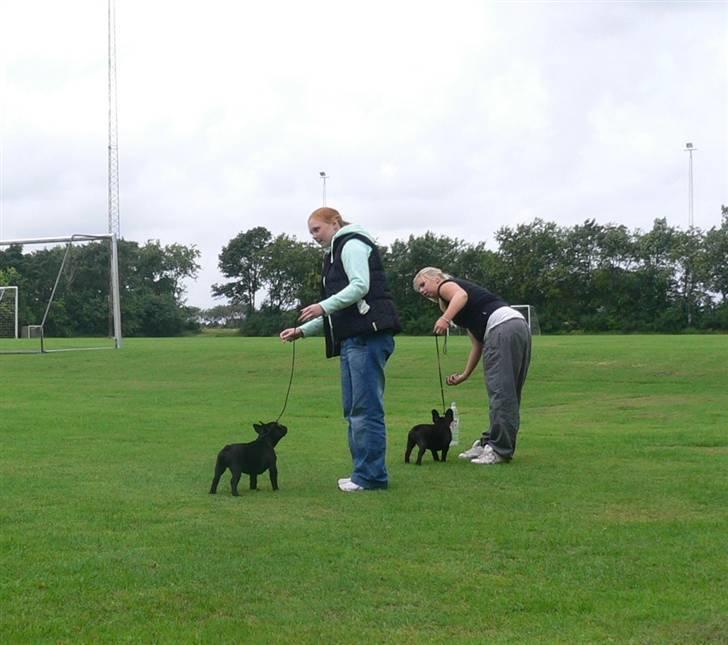 Fransk bulldog Midland Moor Armani Code  - Så bliver der lige øvet lidt ringtræning. billede 4