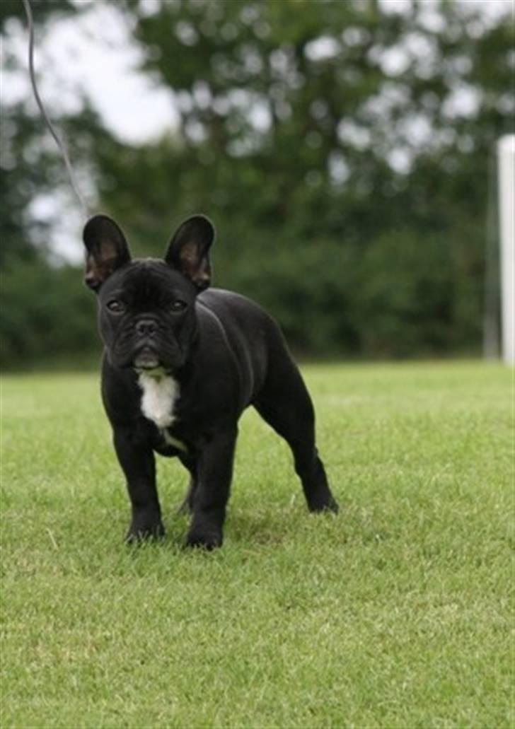 Fransk bulldog Midland Moor Armani Code  - Nyt 18 uger  billede 5