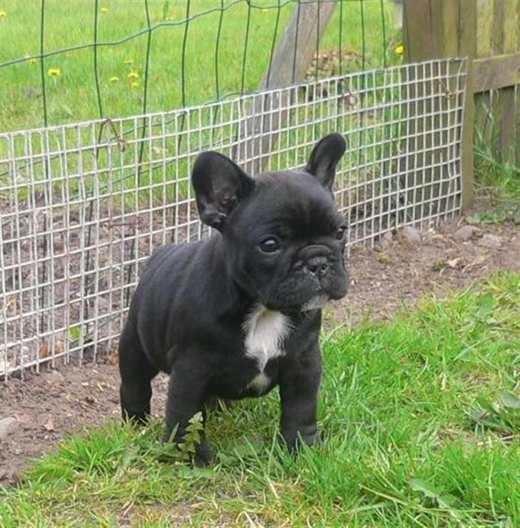 Fransk bulldog Midland Moor Armani Code  billede 6