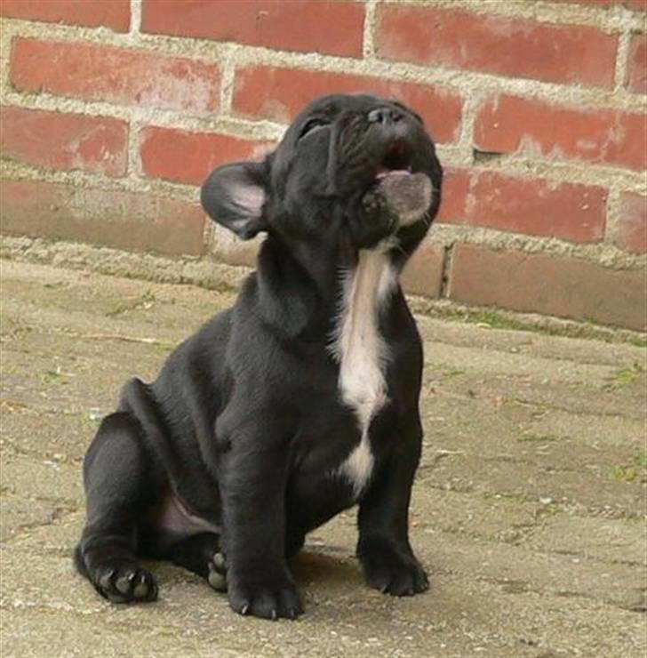 Fransk bulldog Midland Moor Armani Code  - Er der slet ingen der gider lege med mig ? billede 7