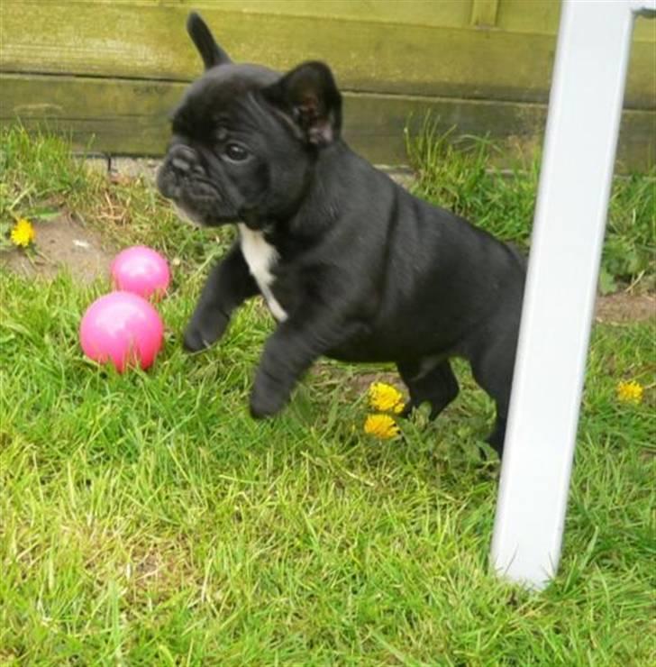 Fransk bulldog Midland Moor Armani Code  - 8 uger og en dejlig lille glad dreng billede 8