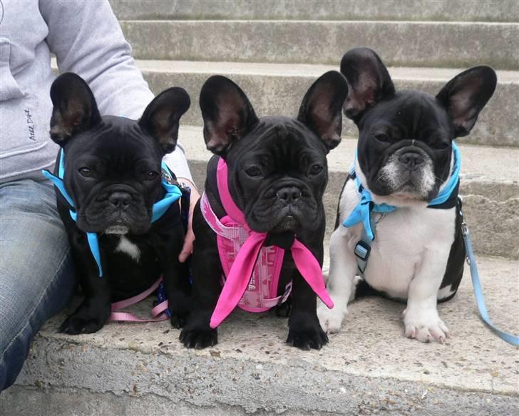 Fransk bulldog Midland Moor Armani Code  billede 9