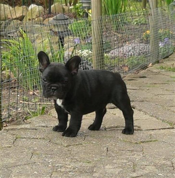 Fransk bulldog Midland Moor Armani Code  billede 10