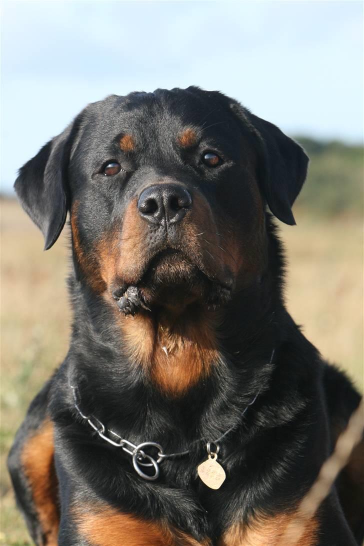 Rottweiler Jondia's benjo billede 1