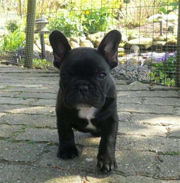 Fransk bulldog Midland Moor Armani Code  billede 11