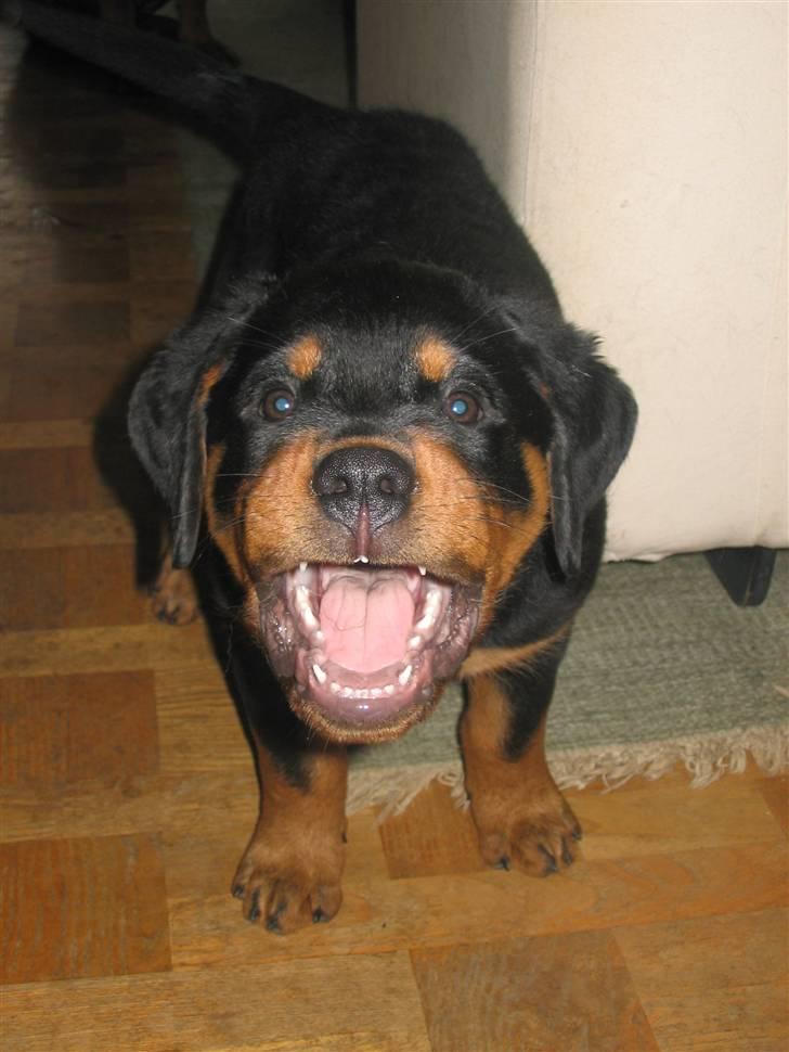 Rottweiler Jondia's benjo - Se lige mine bisser. Diesel er 11 uger på billedet billede 2