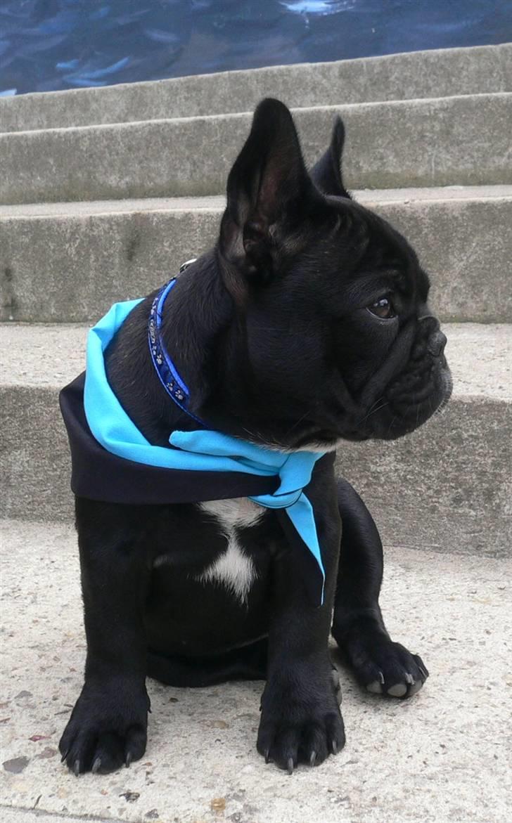 Fransk bulldog Midland Moor Armani Code  - 15 uger  billede 12