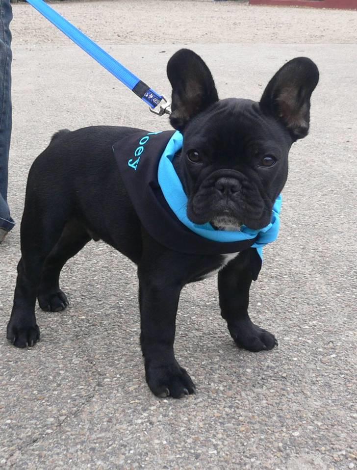 Fransk bulldog Midland Moor Armani Code  - 15 uger  billede 13