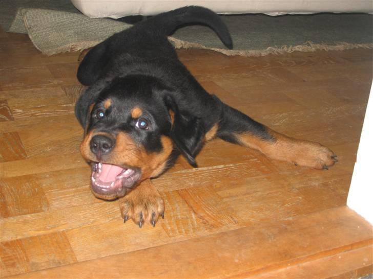 Rottweiler Jondia's benjo - Skal vi lege :o) Diesel er 11 uger på billedet billede 3