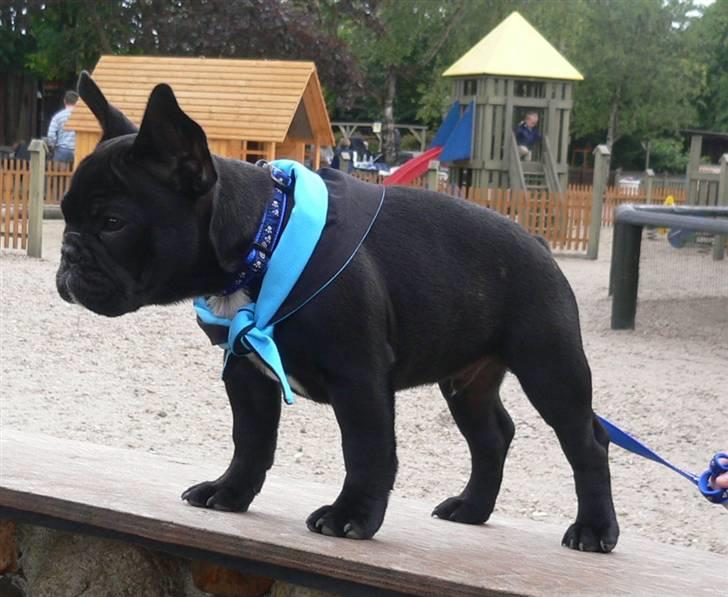 Fransk bulldog Midland Moor Armani Code  - De er lidt sjove de dyr der er dernede.  billede 14