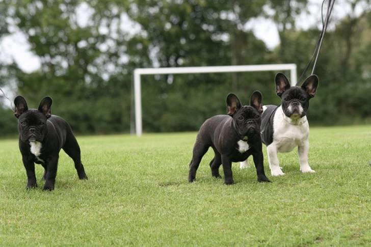 Fransk bulldog Midland Moor Armani Code  - Min søster og bror Alberte og Albert længst til højre billede 15