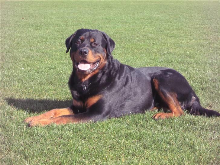 Rottweiler Jondia's benjo - 17 mdr billede 4