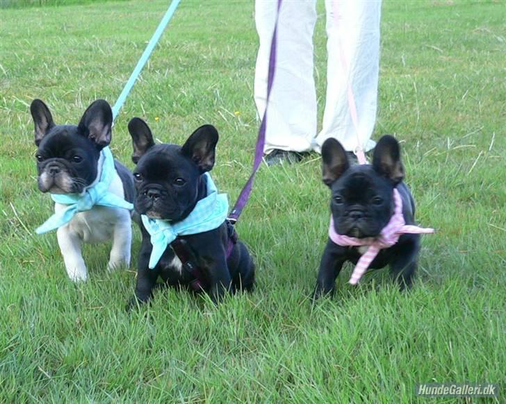 Fransk bulldog Midland Moor Armani Code  - Mig Joey og mine søskende Albert og Alberte billede 17