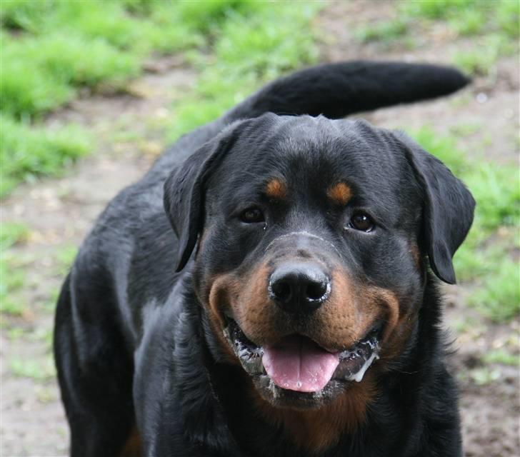 Rottweiler Jondia's benjo - Taget af Kennel Haiki billede 5