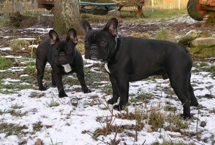 Fransk bulldog Midland Moor Armani Code  - Joey og  Alberte 8 1/2 måned billede 18